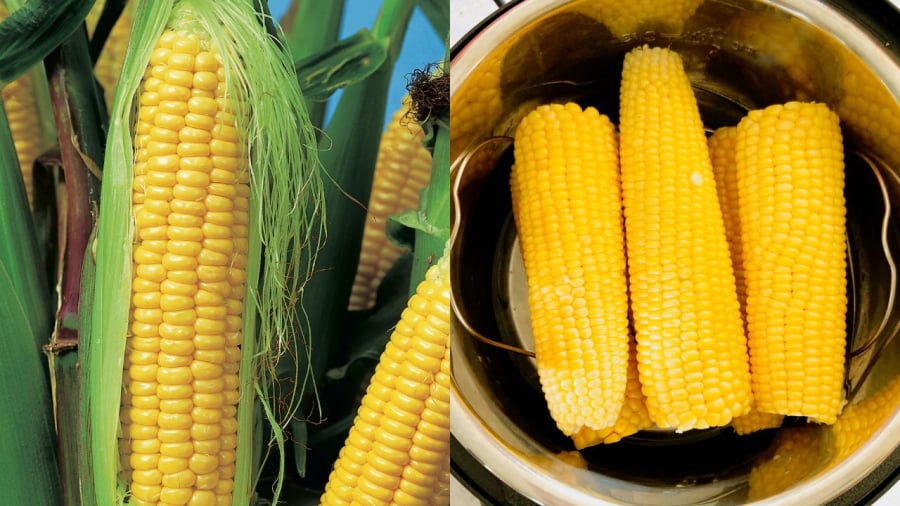 Ngô là thực phẩm mang lại nhiều lợi ích đối với sức khỏe của phụ nữ.