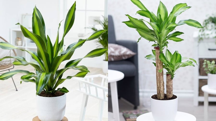 Người mệnh Mộc và mệnh Hỏa rất thích hợp để trồng cây thiết mộc lan.