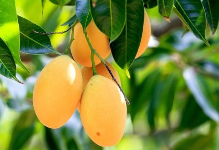 Tránh trồng cây xoài ở những nơi quá gần cửa chính hoặc lối đi chính có thể bị che chắn hoàn toàn. (Ảnh minh họa)