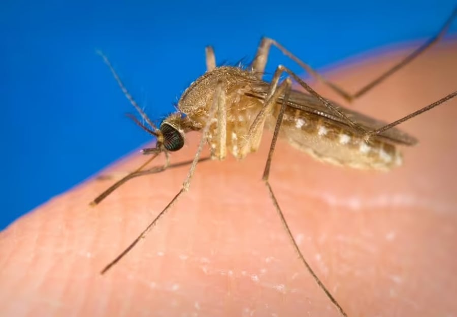 Virus có thể tấn công hệ thần kinh, gây viêm não, viêm tủy sống, dẫn đến liệt hoặc tử vong. Ảnh minh họa