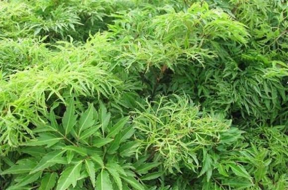Cây đinh lăng được xem là loại cây dễ trồng, dễ chăm, phù hợp với nhiều điều kiện khí hậu khác nhau.
