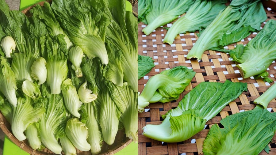 Phơi nắng nhẹ giúp giảm lượng nước trong dưa cải, giúp dưa giòn hơn và hạn chế tình trạng úng hỏng.
