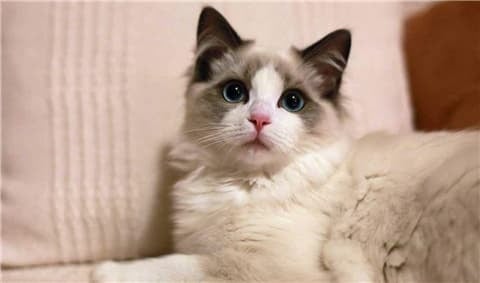 Từ xưa, dân gian vẫn lưu truyền nhiều kinh nghiệm của người cao tuổi, trong đó có lời khuyên không để mèo đến gần thi thể người đã khuất.