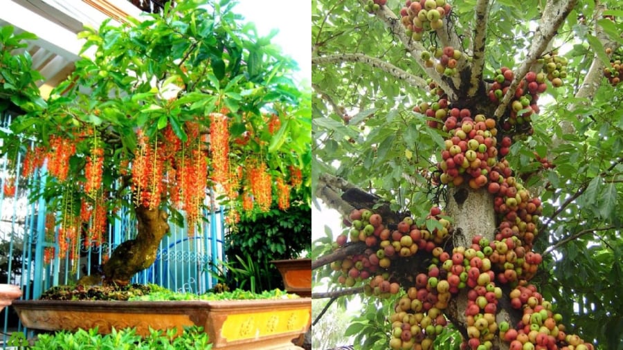 Cây lộc vừng và cây sung là những cây cảnh có ý nghĩa tốt cho phong thủy nhà ở.