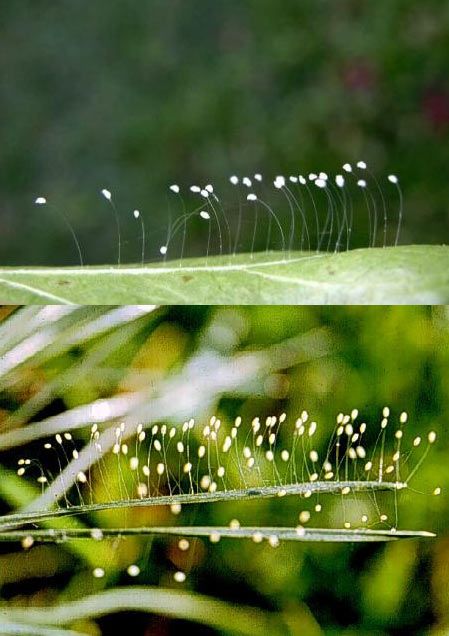 Hoa ưu đàm nở rất hiếm gặp và đó được xem là điềm lành