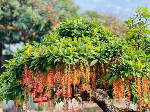 Nhắc đến cây lộc vừng, ai từng thấy cũng sẽ nhớ ngay đến những chùm hoa đỏ rực rủ dài như dải lụa.