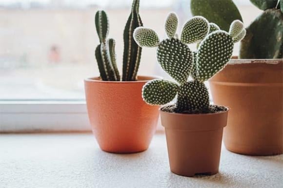 Top Cây Phong Thủy Nhà Giàu Luôn Kiêng: Âm Thầm Hút Cạn Tài Lộc, Gây Xui Rủi Cho Gia Đình Xương Rồng Tượng Trưng Cho Sức Sống Mãnh Liệt Và Khả Năng Thích Nghi Trong Điều Kiện Khắc Nghiệt.