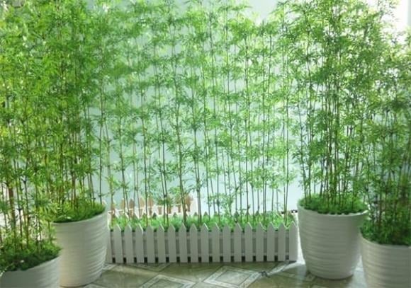 Top Cây Phong Thủy Nhà Giàu Luôn Kiêng: Âm Thầm Hút Cạn Tài Lộc, Gây Xui Rủi Cho Gia Đình Trúc Vốn Được Xem Là Biểu Tượng Của Sự Thanh Cao, Chính Trực Và Bình An.