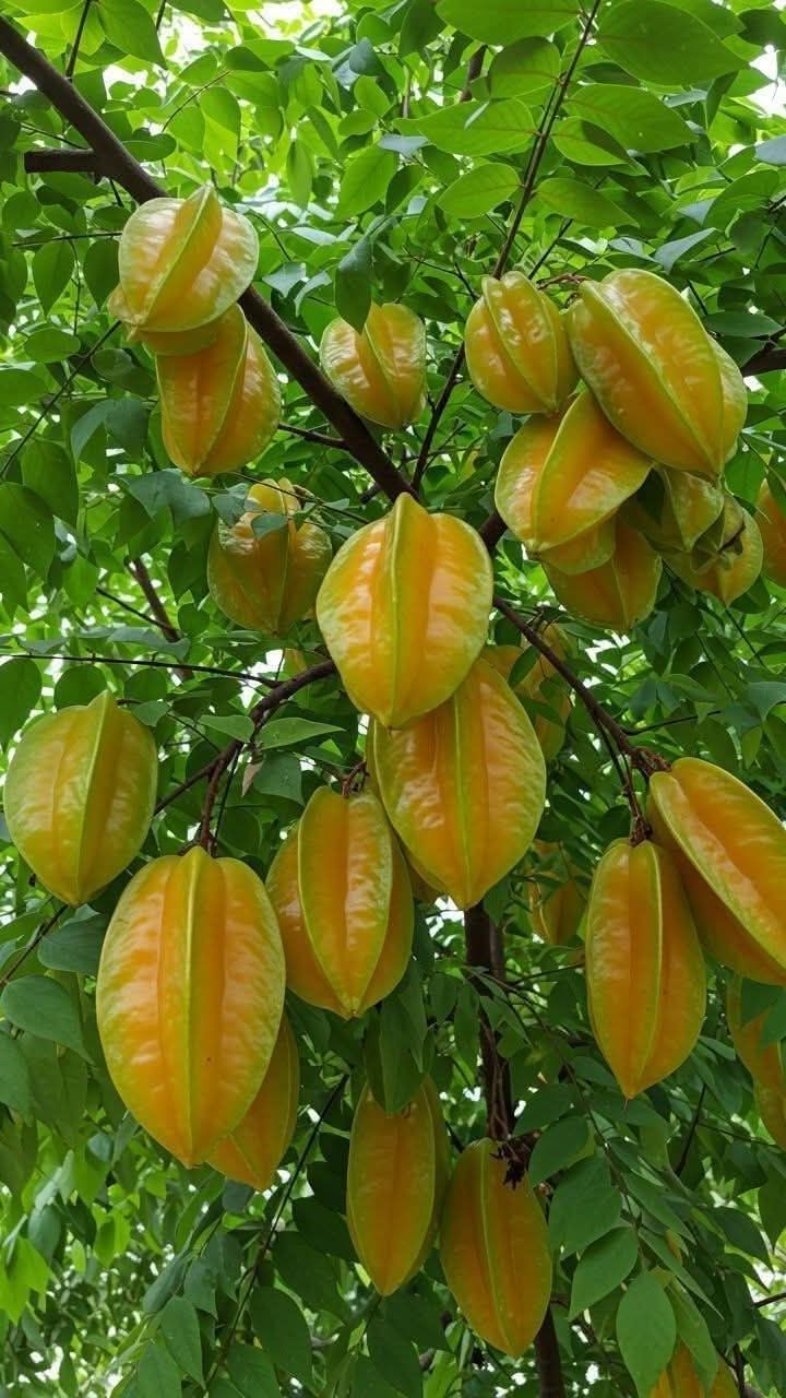 Quả khế hình sao 5 cánh tượng trưng cho ngũ hành, âm dương cân đối.