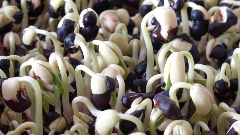 Đâu đen nảy mầm