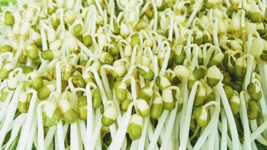 Đậu xanh nảy mầm