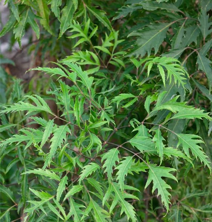 Cây đinh lăng mang ý nghĩa phong thủy tốt lành