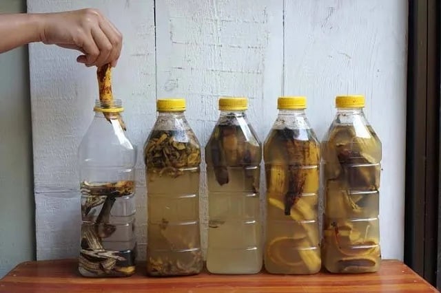Nhiều người chơi cảnh lâu năm còn mách rằng, khi cây ra nhiều lá mà ít hoa, hãy giảm tưới nước và tăng cường nước ủ vỏ chuối – chỉ sau 10–15 ngày, nụ hoa sẽ nhú ra hàng loạt.