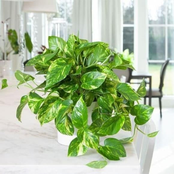 Vạn niên thanh là loài cây có sức sống dẻo dai, xanh tốt quanh năm, kể cả trong điều kiện thiếu sáng.