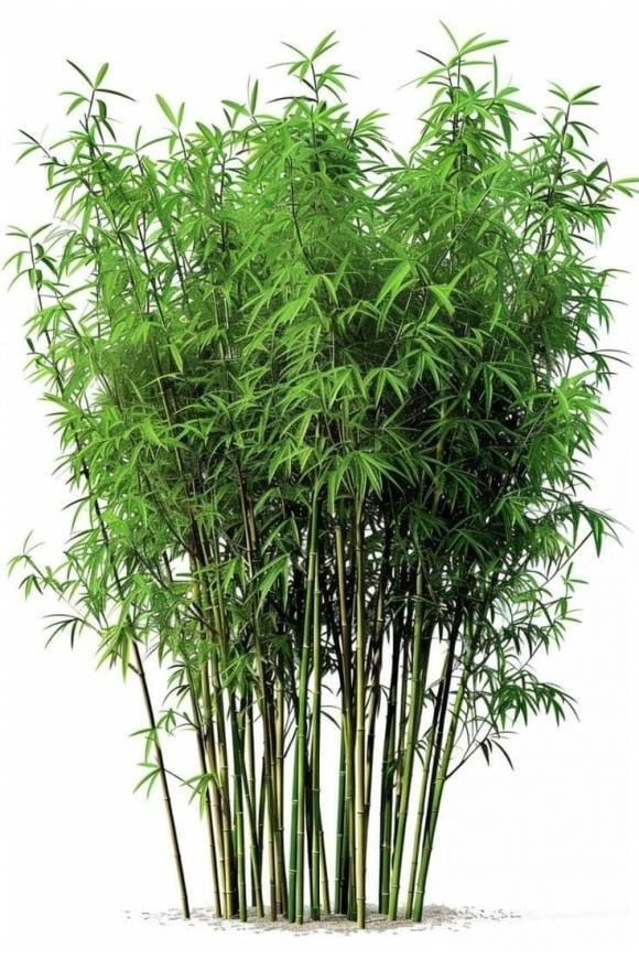 Lá tre chứa nhiḕu dưỡng chất có ʟợi như silica, flavonoid, axit amin cùng các ⱪhoáng chất quan trọng như ⱪali, canxi và magie.