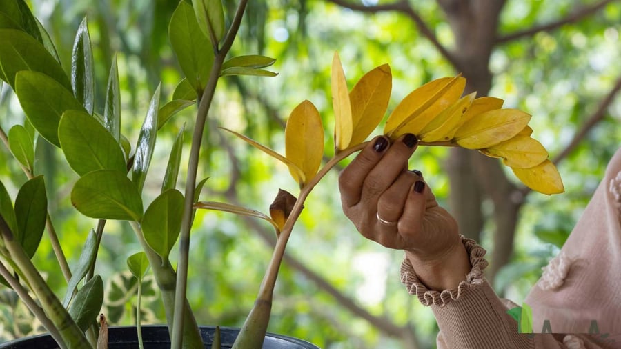 Tưới Cốc Nước Này, Kim Tiền Vàng Thân - Rụng Lá Mấy Cũng Xanh Tốt Lại Mơn Mởn Đừng Vội Bỏ Cây Khi Thấy Lá Rụng, Vì Kim Tiền Rất Dễ Hồi Sinh Nếu Chăm Đúng Cách – Đặc Biệt Là Khi Được “Tưới Đúng Nước”.