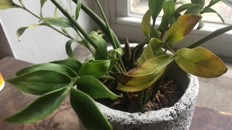 Tưới Cốc Nước Này, Kim Tiền Vàng Thân - Rụng Lá Mấy Cũng Xanh Tốt Lại Mơn Mởn Mẹo: Nếu Muốn Tăng Hiệu Quả, Bạn Có Thể Nhỏ Thêm Vài Giọt Nước Cốt Chanh Hoặc 1 Muỗng Nhỏ Mật Ong – Giúp Đất Khử Chua, Rễ Hấp Thu Tốt Hơn.
