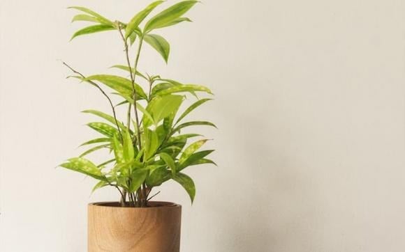 Trúc Nhật mini có thân nhỏ, lá xanh đậm, dễ trồng và phù hợp với không gian nhỏ.