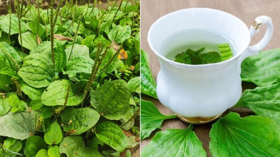 Uống nước cây mã đề mang lại nhiều lợi ích cho sức khoẻ.