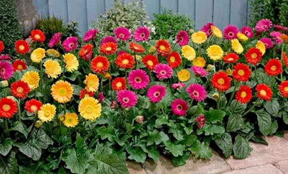 Hoa đồng tiền từ lâu đã được xem là biểu tượng của sự thịnh vượng, tài lộc và niềm vui.