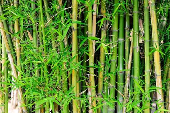 Trong phong thủy, nếu nhà có trúc được trồng trước và sau nhà thì được cho là sẽ mang lại điều tốt lành và bình an cho gia chủ.