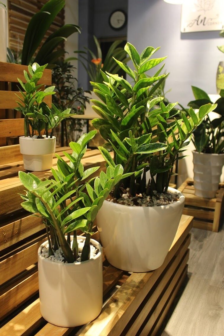 Cây Kim Tiền (còn gọi là Kim Phát Tài)