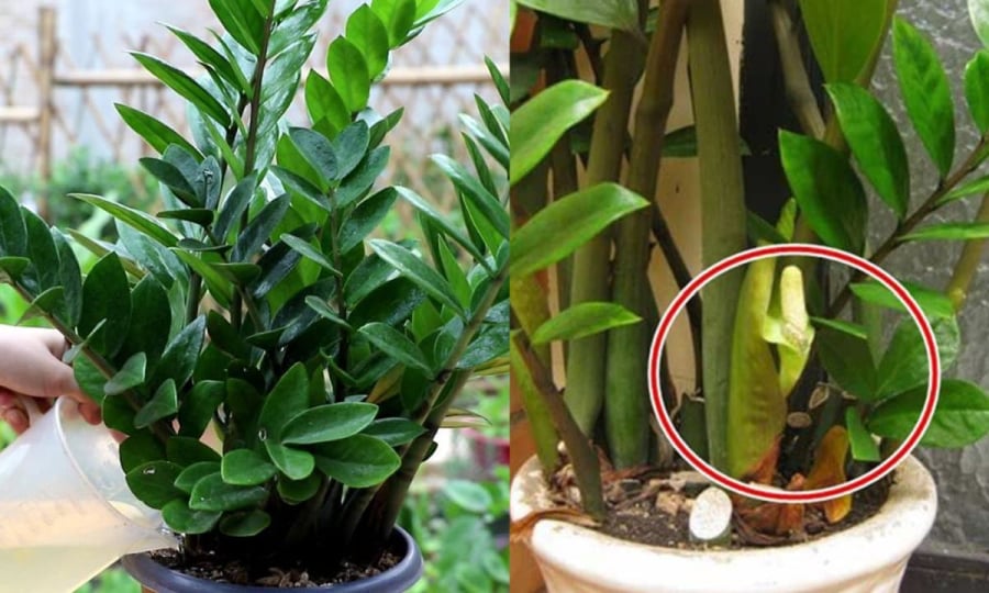 2 mệnh cực hợp để trồng cây kim tiền