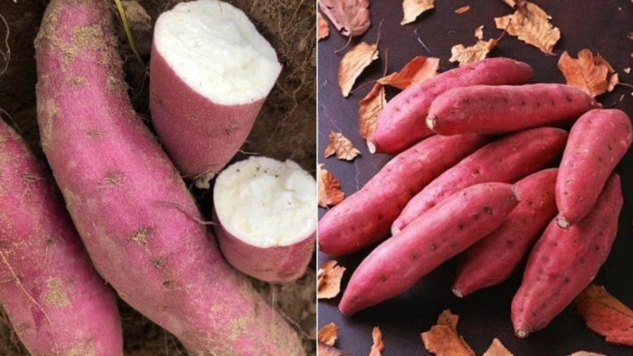 Bạn nên chọn những củ khoai lang có kích thước vừa phải, không cần chọn củ to.
