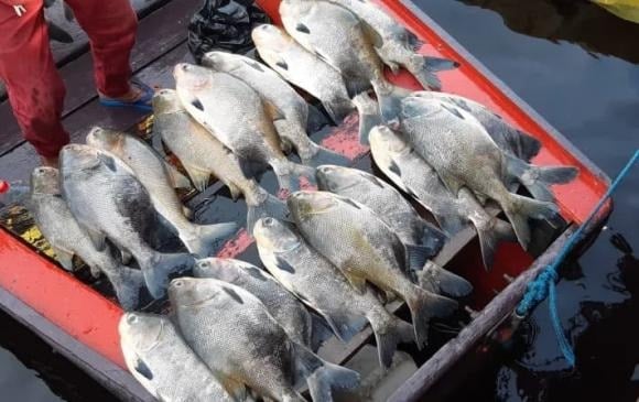 Một số loại cá chứa hàm lượng thủy ngân cao nên hạn chế ăn gồm: cá ngừ mắt to, cá thu, cá kiếm, cá mú, cá nhám, cá chình, cá trê, cá rô phi, cá da trơn, cá tuyết Chile...