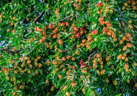 Từ xa xưa, người Việt đã tin rằng trồng cây táo tàu trước sân là cách “gieo phúc, trồng lộc”.