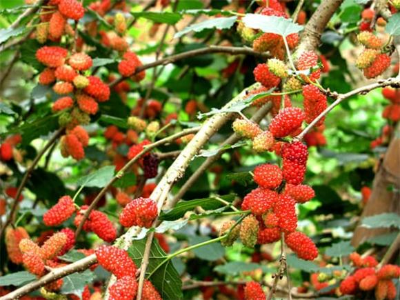 Theo phong thủy, cây dâu tằm mang âm khí nặng, không nên trồng trong sân hay trước nhà vì có thể gây xui xẻo và ảnh hưởng đến vận khí gia đình.
