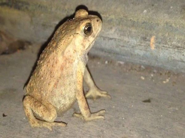 Dân gian Việt Nam đề cao con cóc mang ý nghĩa tâm linh