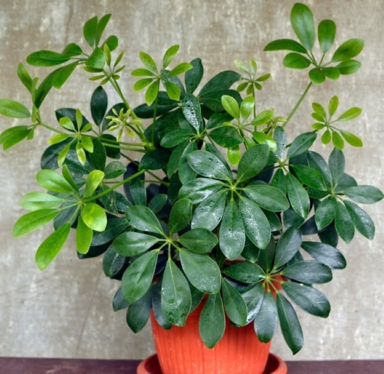 Loài cây cảnh này “giữ lộc, tụ khí” - “vừa sang, vừa sạch” được người giàu yêu thích.
