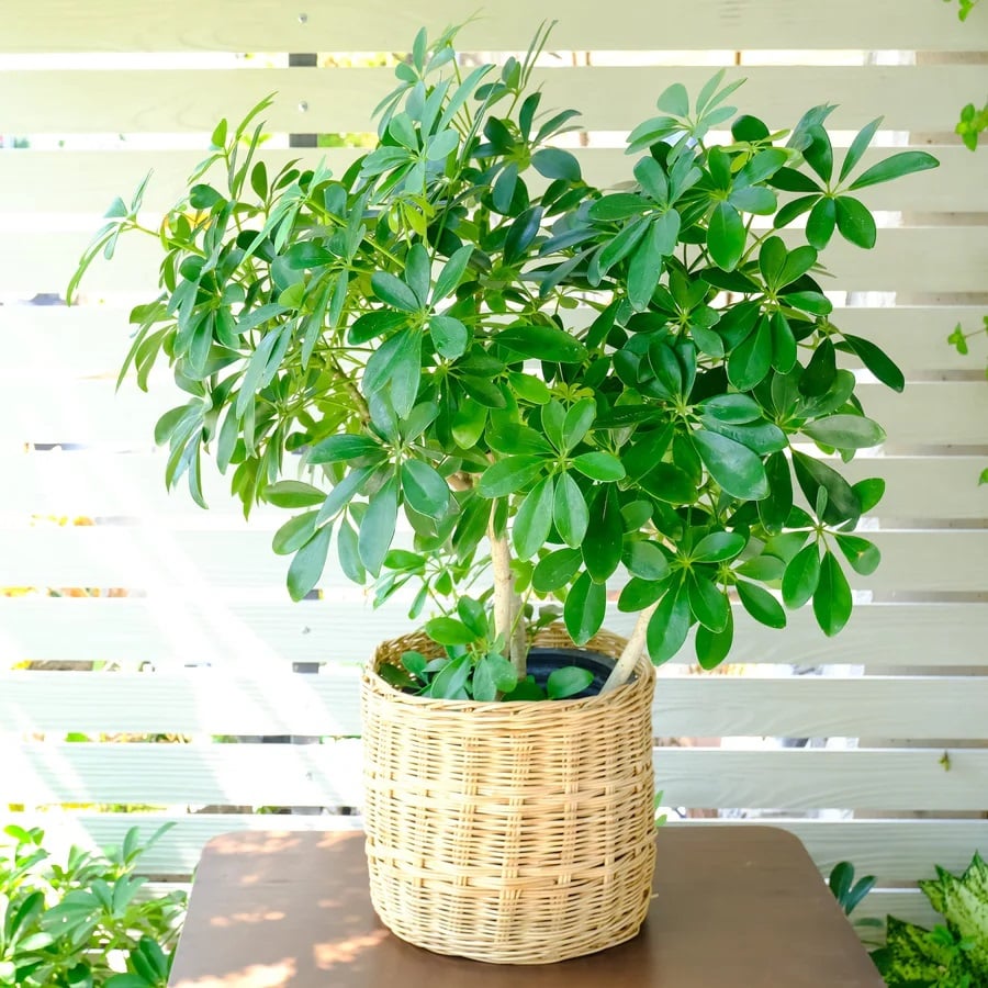 Cây ngũ gia bì có rất nhiều công dụng khác.
