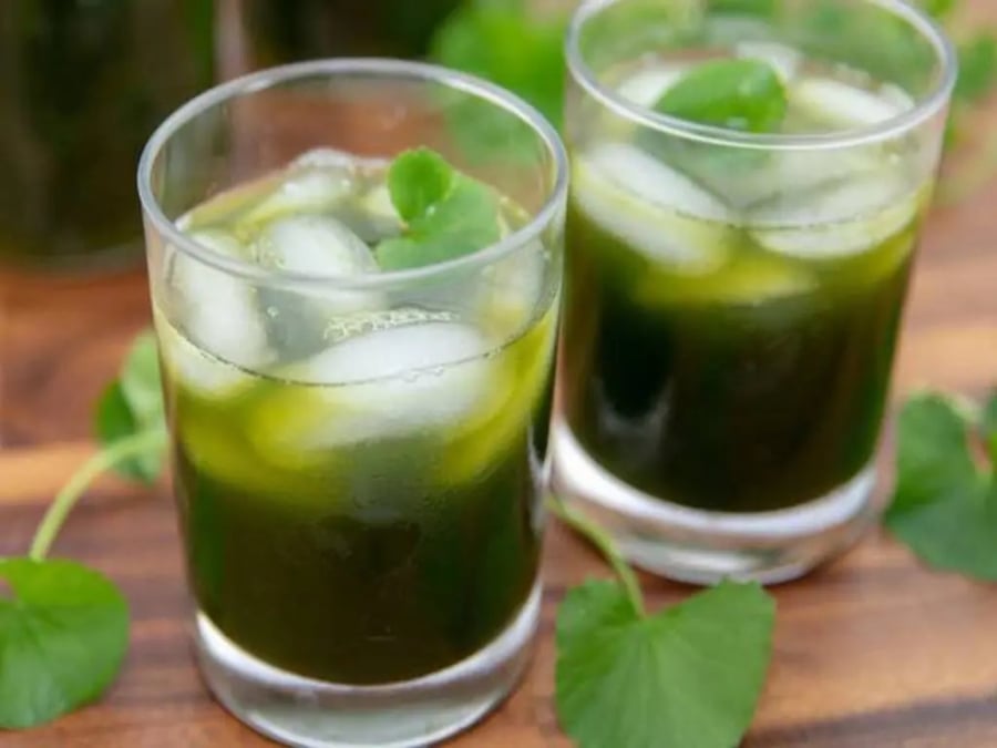 Lá mã đề có vị ngọt nhẹ, tính mát, được xem là “bảo bối” cho người hay bị tiểu buốt, tiểu rắt, hoặc chức năng thận yếu.