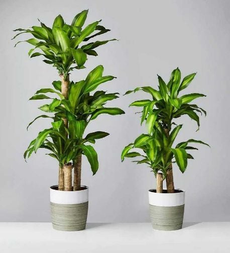 Thiết mộc lan là cây cảnh quen thuộc