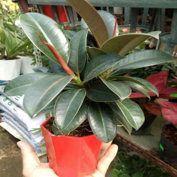 Trong văn hóa truyền thống, cây đa búp đỏ được coi là một trong những “cây cát tường” tiêu biểu.