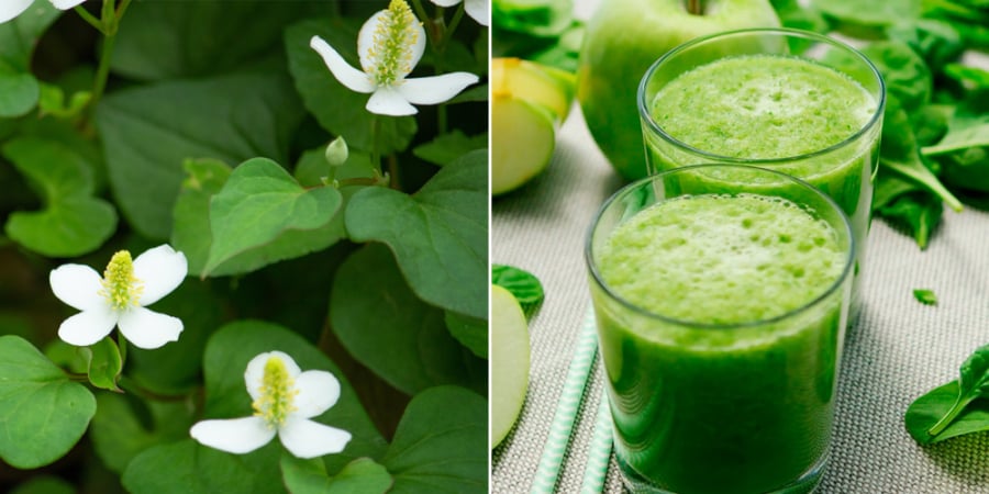 Ở Việt Nam, diếp cá thường được ăn sống kèm món mặn, trộn gỏi, hoặc chế biến thành nước ép detox cùng chanh và mật ong.