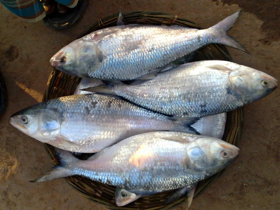 Ngày xưa, cá cháy còn nhiều, người dân bắt về kho mặn, nấu canh, mang ra chợ bán