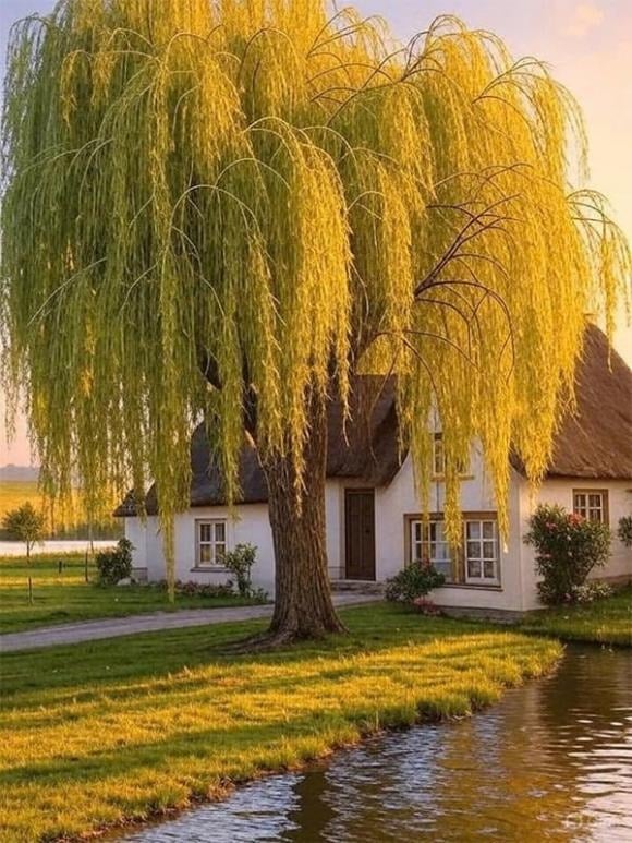 Khác với táo tàu, cây liễu gắn liền với nhiều giai thoại cổ xưa và nét văn hóa Á Đông.