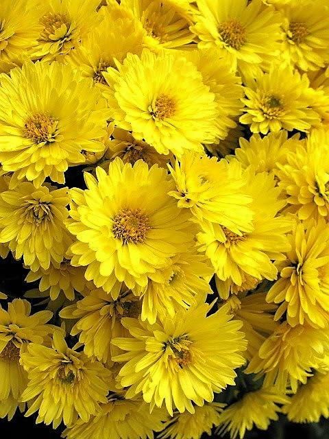 Hoa cúc vàng được nhiều người dùng làm trà