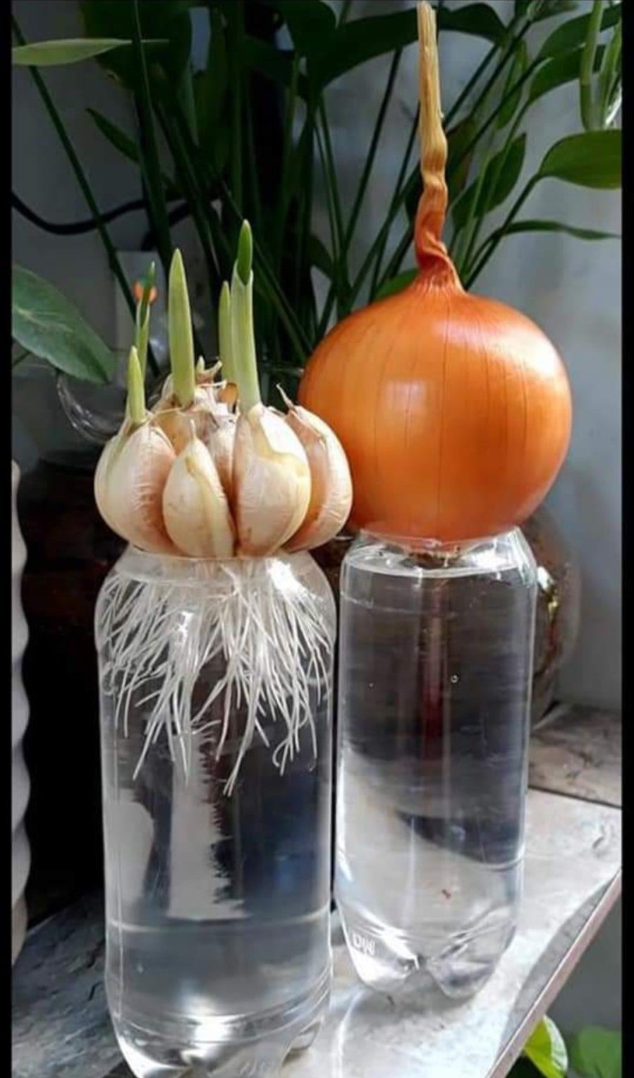 Cây nắp ấm là kẻ thù của rắn