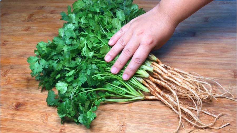 Đầu bếp nhà hàng chỉ cách bảo quản rau mùi, để cả tháng vẫn tươi mơn mởn