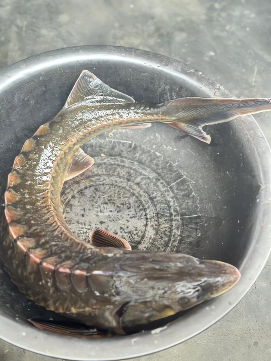 Cá Tầm là loại cá không xương, ngon hơn cá Chép, bổ hơn cá Thu, giàu Omega 3 bậc nhất