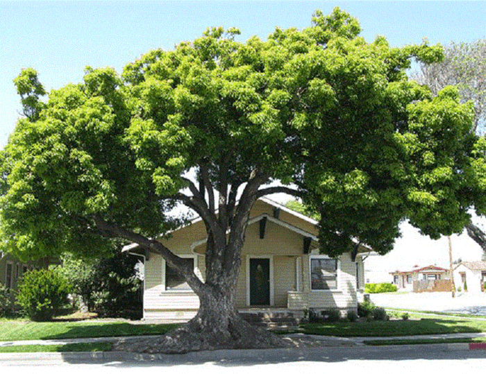 cay-canh-san-vuon-biet-thu-35