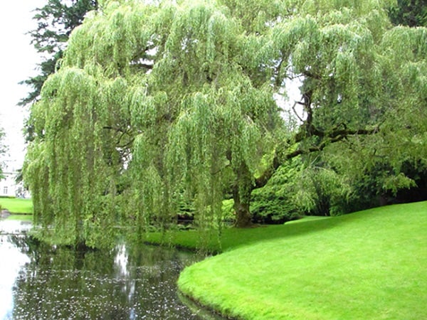 image3-1637896462-850-width600height450