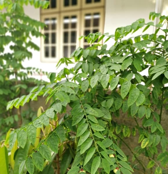 Đặc biệt, rau ngót là một trong số ít loại rau chứa vitamin K – dưỡng chất quan trọng giúp đông máu và hỗ trợ sức khỏe xương.