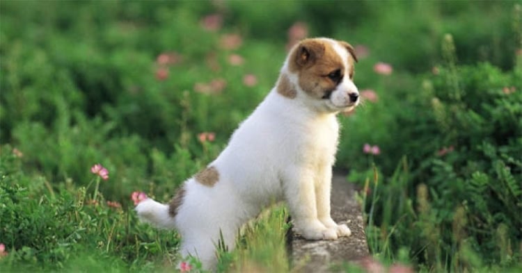 Khi đủ 4 tháng tuổi chúng có thể ăn như chó trưởng thành.