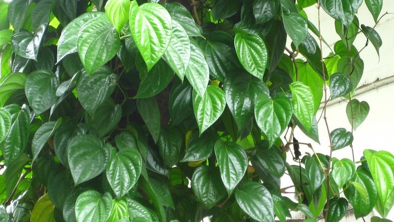 Lá trầu không dùng làm thuốc trị nhiều bệnh.