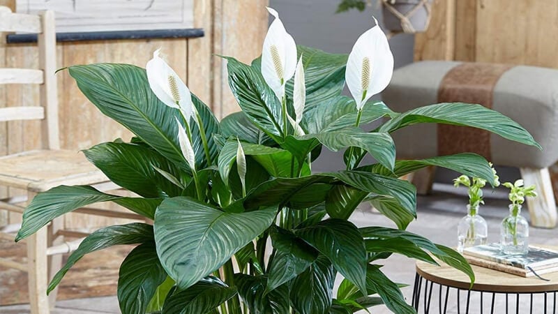 Cây lan ý (bạch môn)